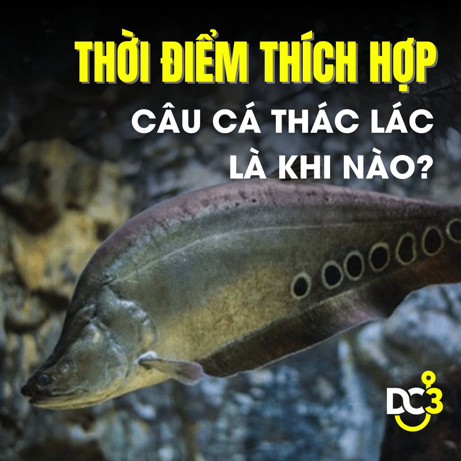 Thời điểm thích hợp câu Cá Thát Lát