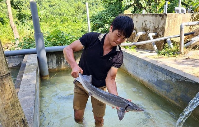 Thời điểm và kích thước thu hoạch cá tầm giống đạt chuẩn thương phẩm