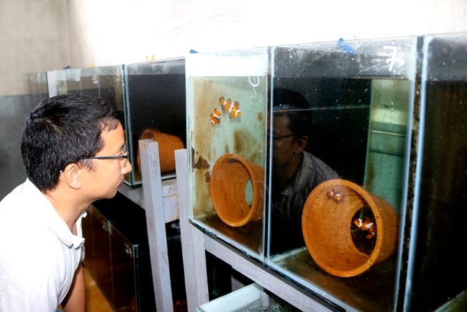 Thuần dưỡng cá cảnh biển