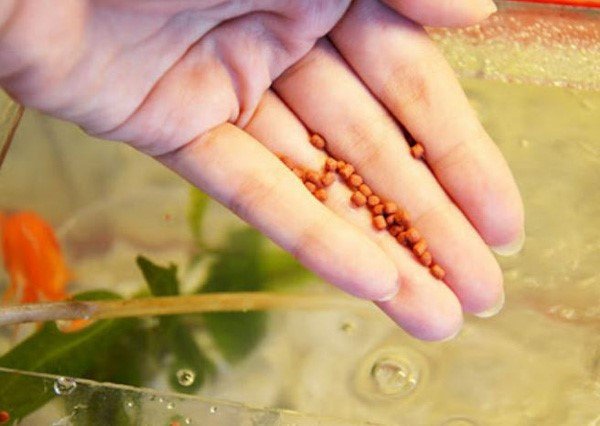 Thức ăn chuyên dụng chứa enzyme giúp cá tiêu hóa tốt và cải thiện chất lượng nước