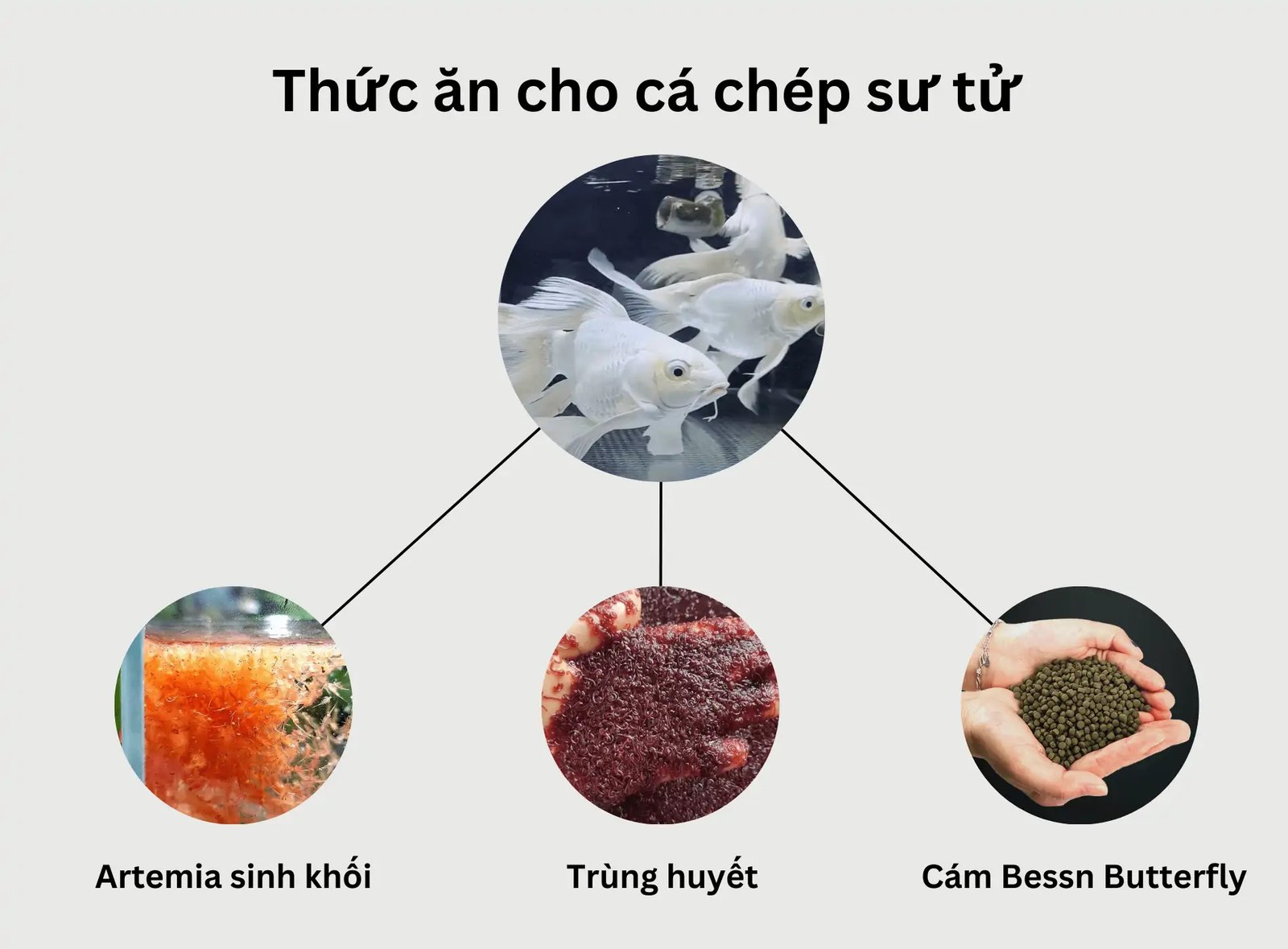 Thức ăn dạng viên phổ biến cho cá chép sư tử
