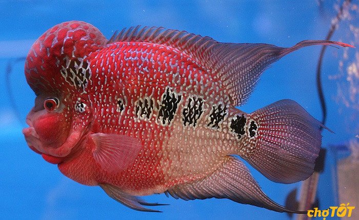 Thức ăn viên giàu đạm giúp cá La Hán phát triển gù và màu sắc