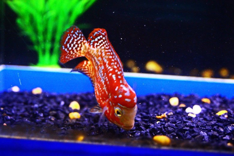 Thức ăn viên phổ biến được dùng để nuôi cá Flowerhorn