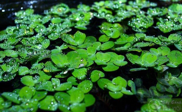 Thực phẩm giàu chất chống oxy hóa cho cá cảnh, bao gồm cả bèo tấm