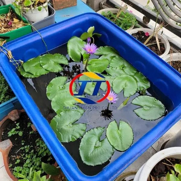 Thùng nhựa nuôi cá 50L màu xanh dương được đặt trên sân thượng