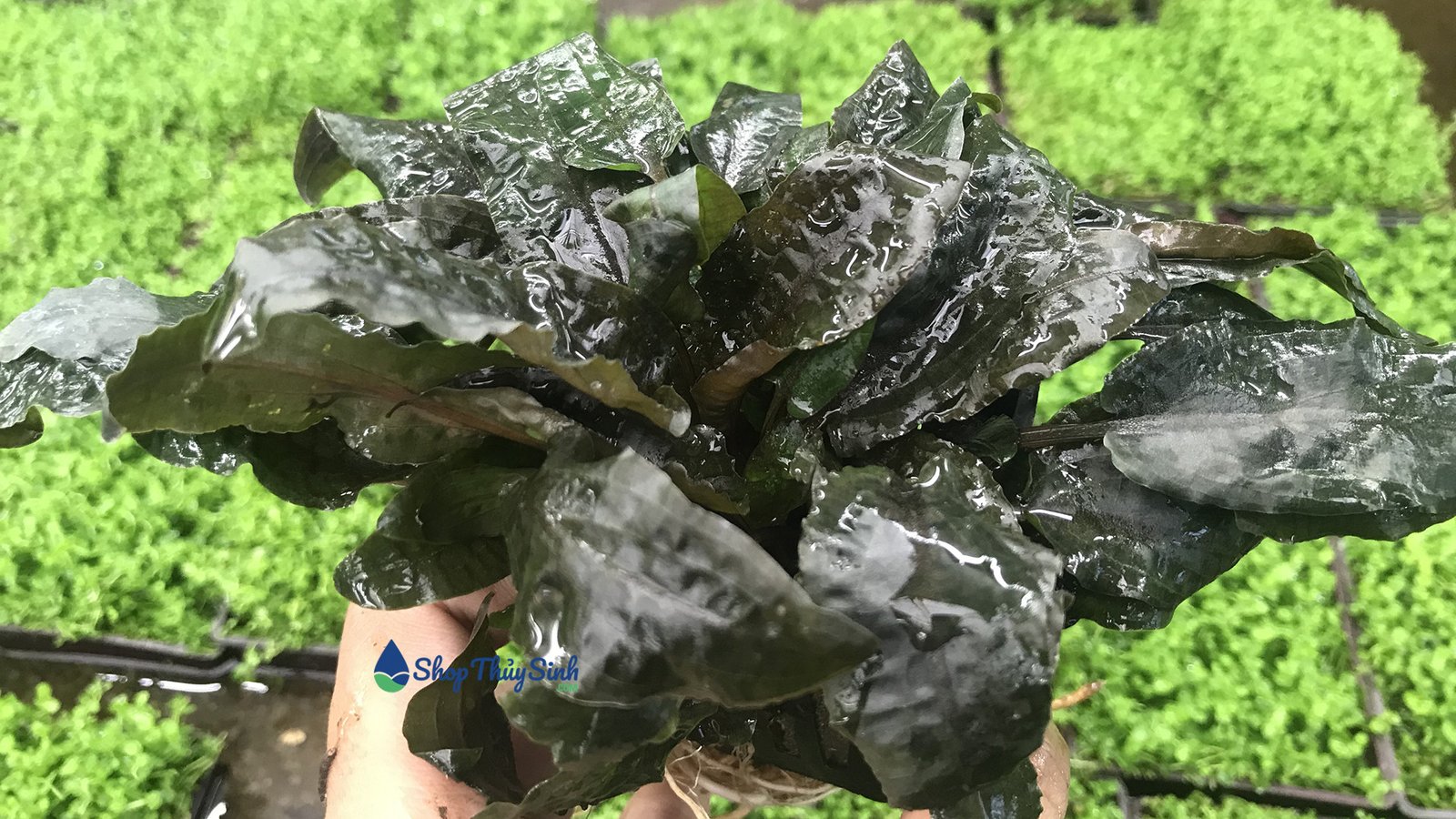 Tiêu Thảo Nâu, cây thủy sinh không cần CO2