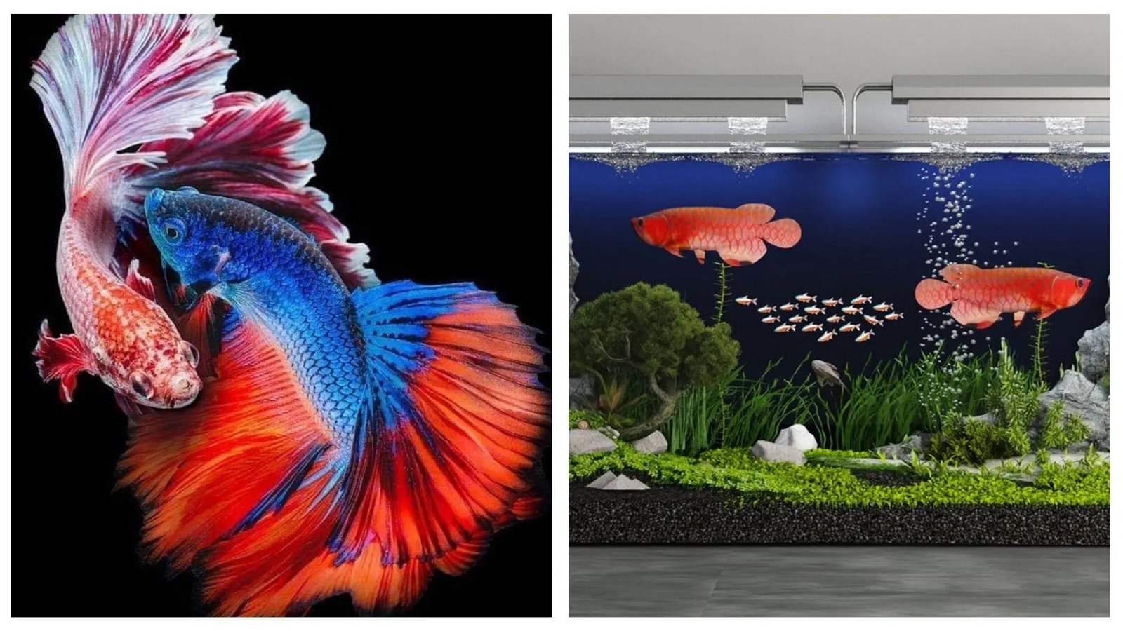 Trại cá cảnh chuyên Guppy với đa dạng các dòng cá bảy màu