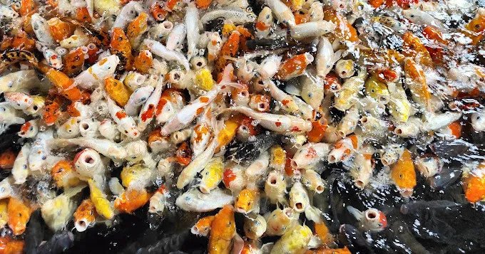 Trải nghiệm tự tay cho cá Koi ăn tại hồ cá rộng lớn