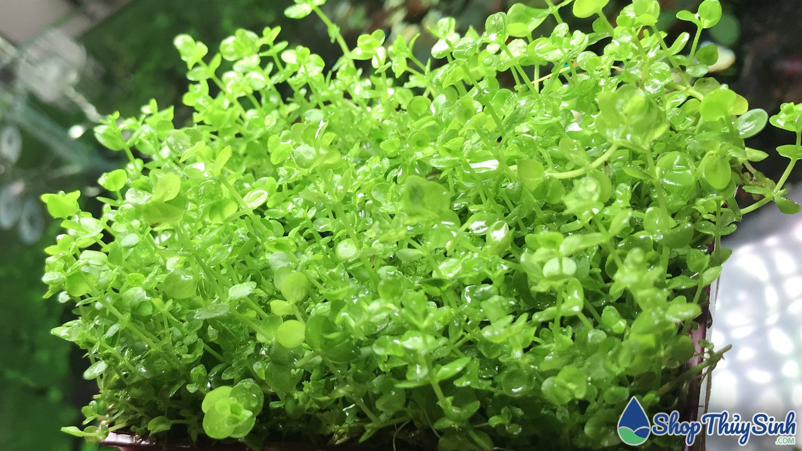 Trân Châu Cao, cây thủy sinh không cần CO2