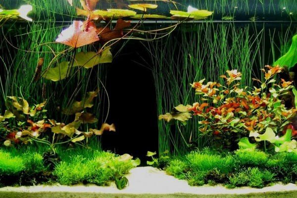 Trồng các loại cây thủy sinh như rong đuôi chó để tăng cường oxy tự nhiên cho cá