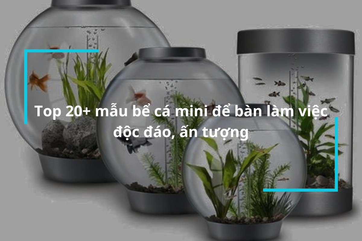 Tuyển chọn các mẫu bể cá mini để bàn làm việc đẹp và tiện lợi