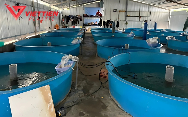 Ưu điểm của mô hình nuôi cá trê trong thùng nhựa