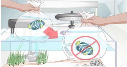 vận chuyển và thả cá cảnh