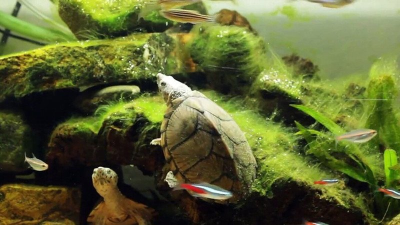 Việc rùa qua đời có ý nghĩa rằng rùa đã thay gia đình chủ nhân gánh nạn