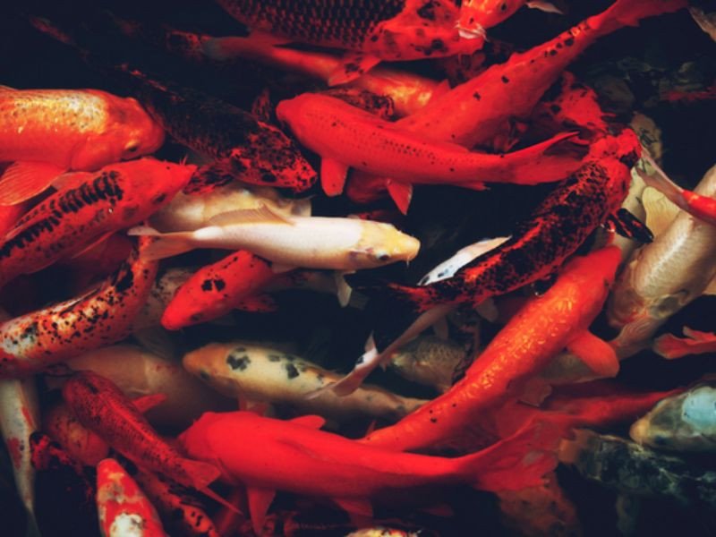 Ý nghĩa phong thủy của Cá Koi Lai