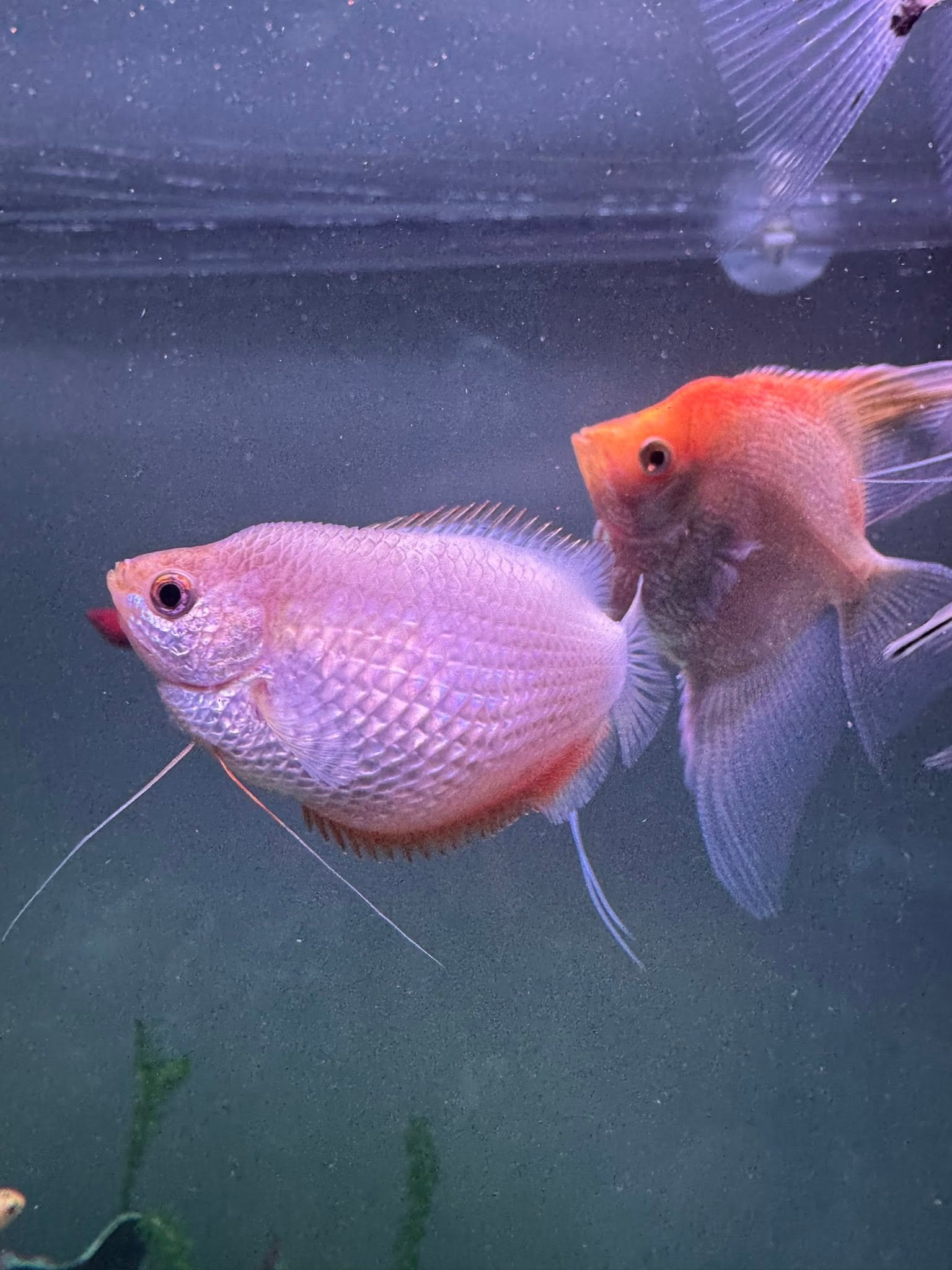 Cá Sặc Gấm Mái: Đặc Điểm Nhận Biết Và Cách Phân Biệt Hình ảnh cá sặc gấm mái trong bể thủy sinh đẹp