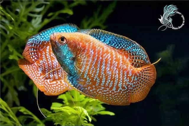 Cá Sặc Gấm Mái: Đặc Điểm Nhận Biết Và Cách Phân Biệt Cá sặc gấm mái với màu sắc nhẹ nhàng đặc trưng