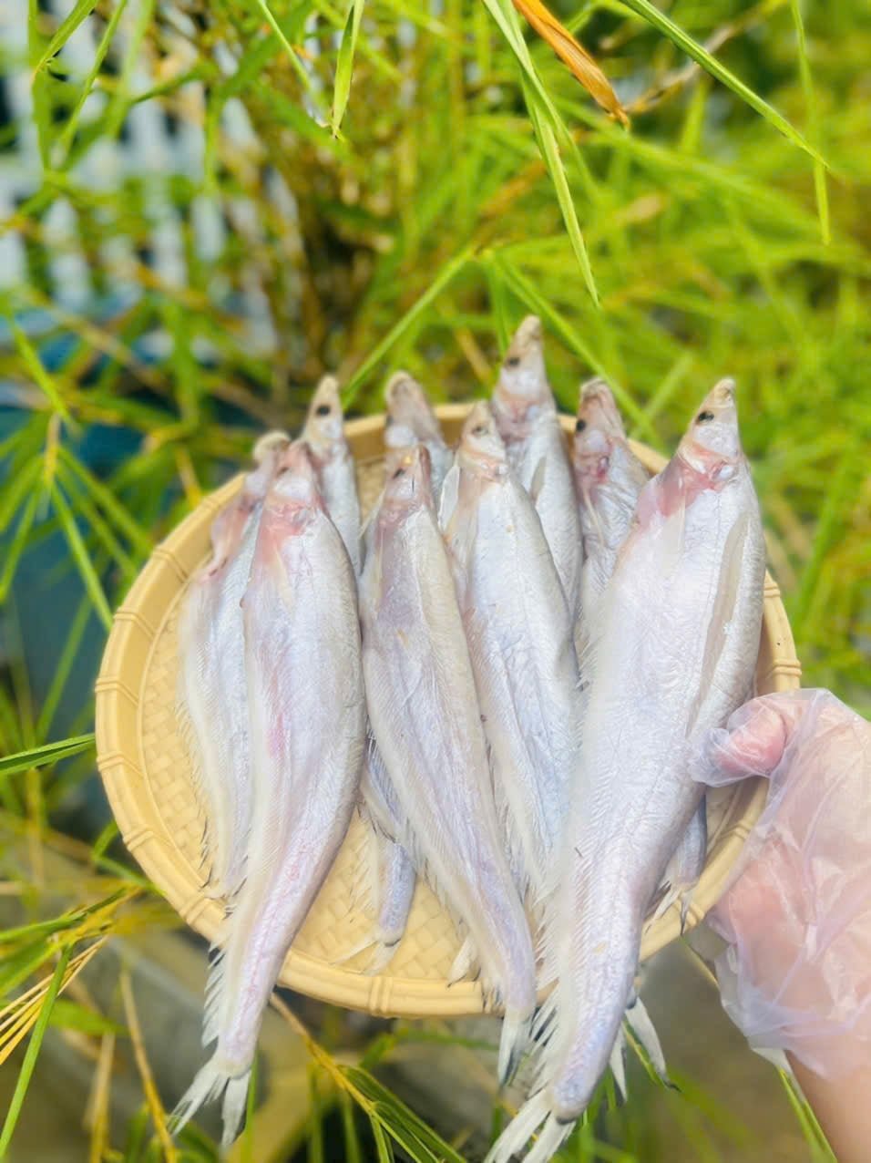 Tìm Hiểu Cá Kết Là Cá Gì Trong Tự Nhiên Hiện Nay Cá kết sinh sống trong môi trường nước ngọt tự nhiên tại Việt Nam