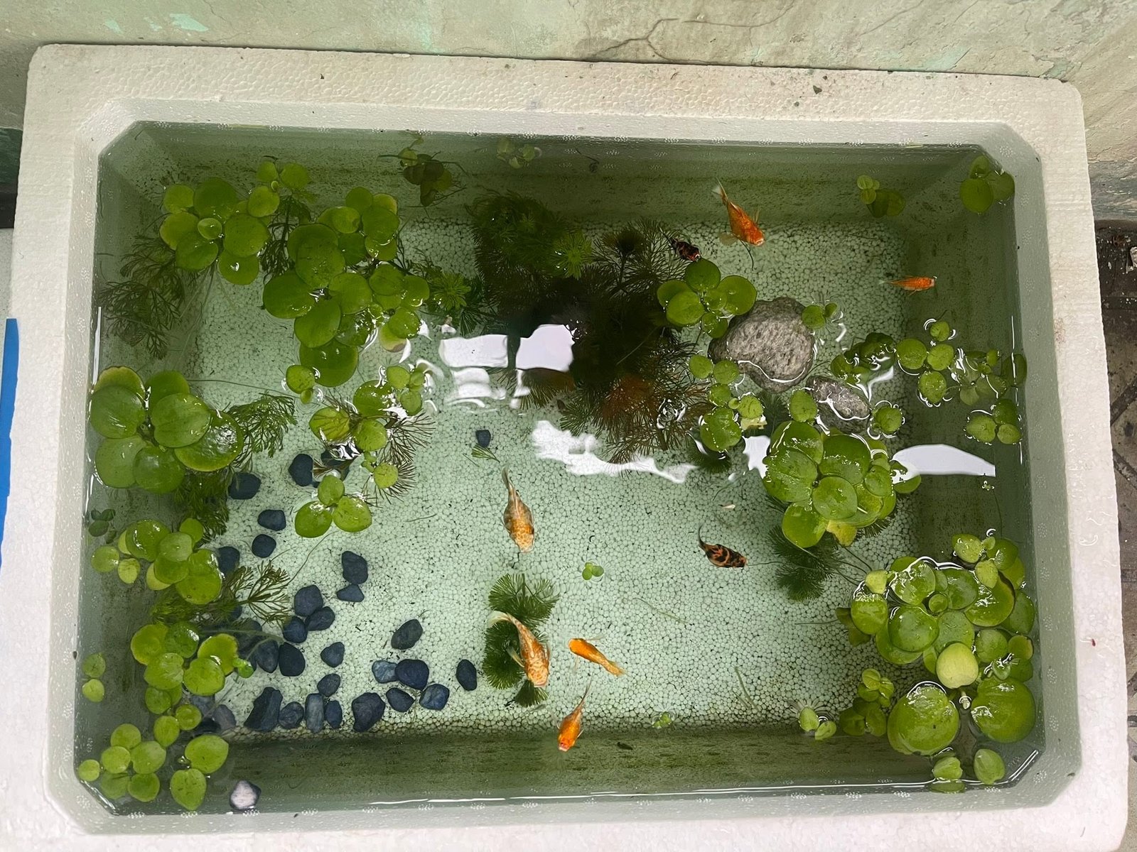 Hồ cá thùng xốp đơn giản dễ làm tại nhà