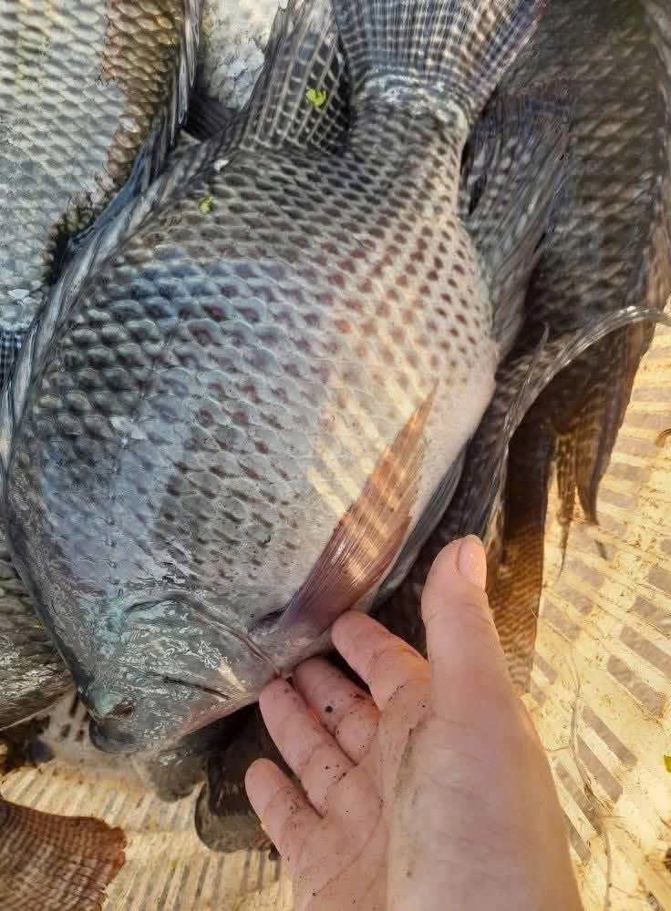 Cá rô phi to nhất từng được ghi nhận với thân hình lớn và khả năng sinh trưởng ấn tượng