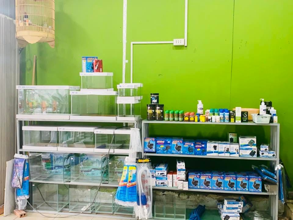 Không gian trưng bày cá cảnh tại cửa hàng Phát Thịnh
