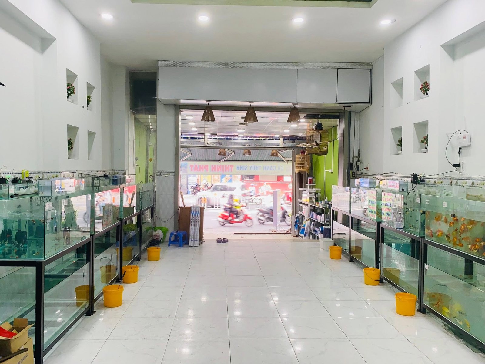 Cửa hàng cá kiểng Phát Thịnh cung cấp cá cảnh chất lượng cao