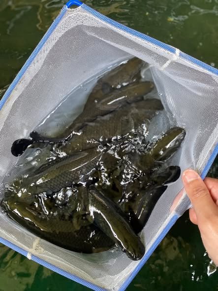 Cá hải tượng con kích thước nhỏ phù hợp người mới nuôi