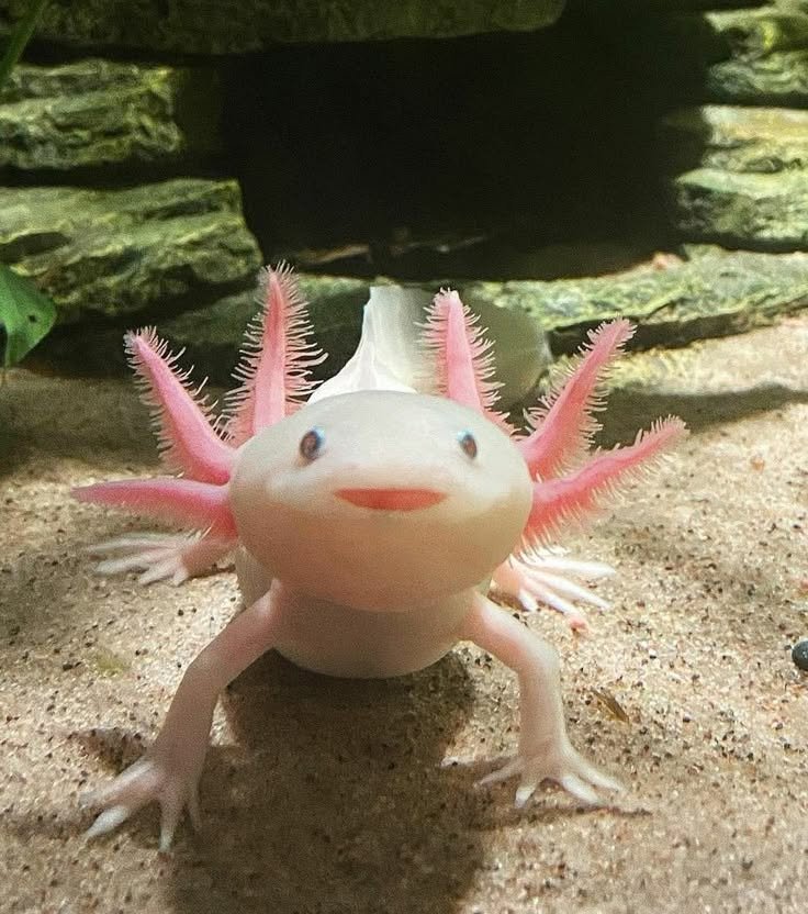 Cách nuôi cá axolotl trong bể thủy sinh đơn giản nhất