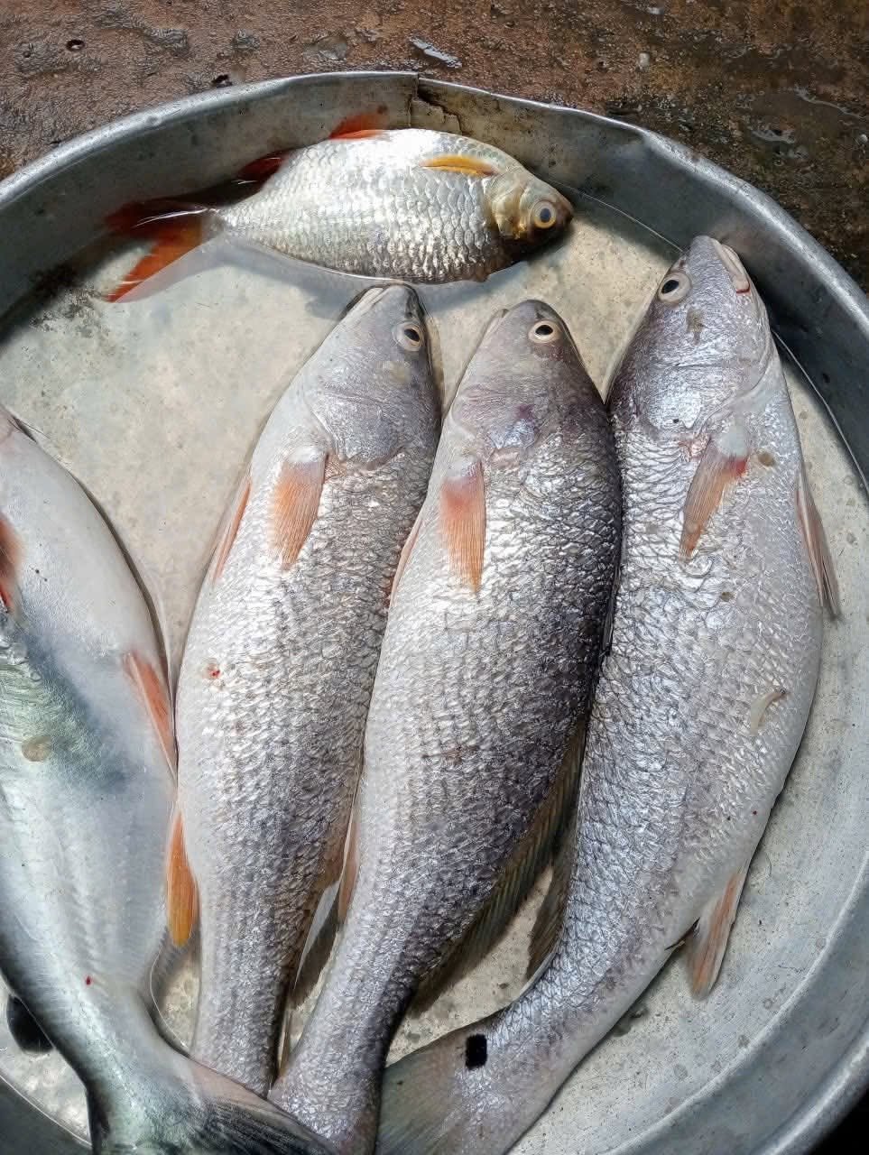 Cá sửu nước ngọt có gì đặc biệt so với các loài cá khác