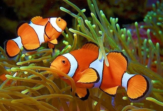 Các loài cá biển đẹp nổi bật cho bể cá nước mặn Hình ảnh các loài cá biển đẹp được yêu thích hiện nay