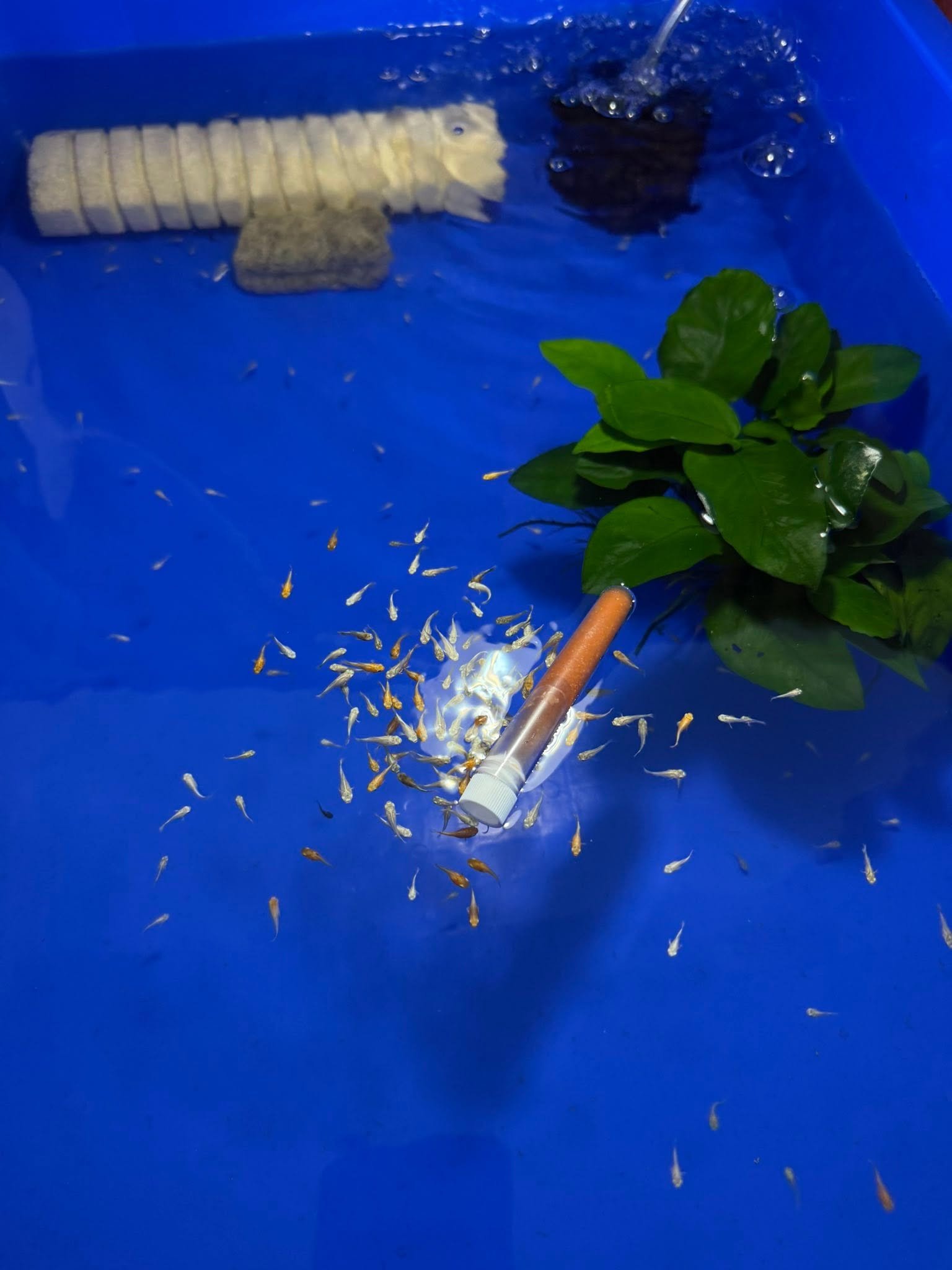 Cách nuôi cá bột mới nở tránh hao hụt hiệu quả cao