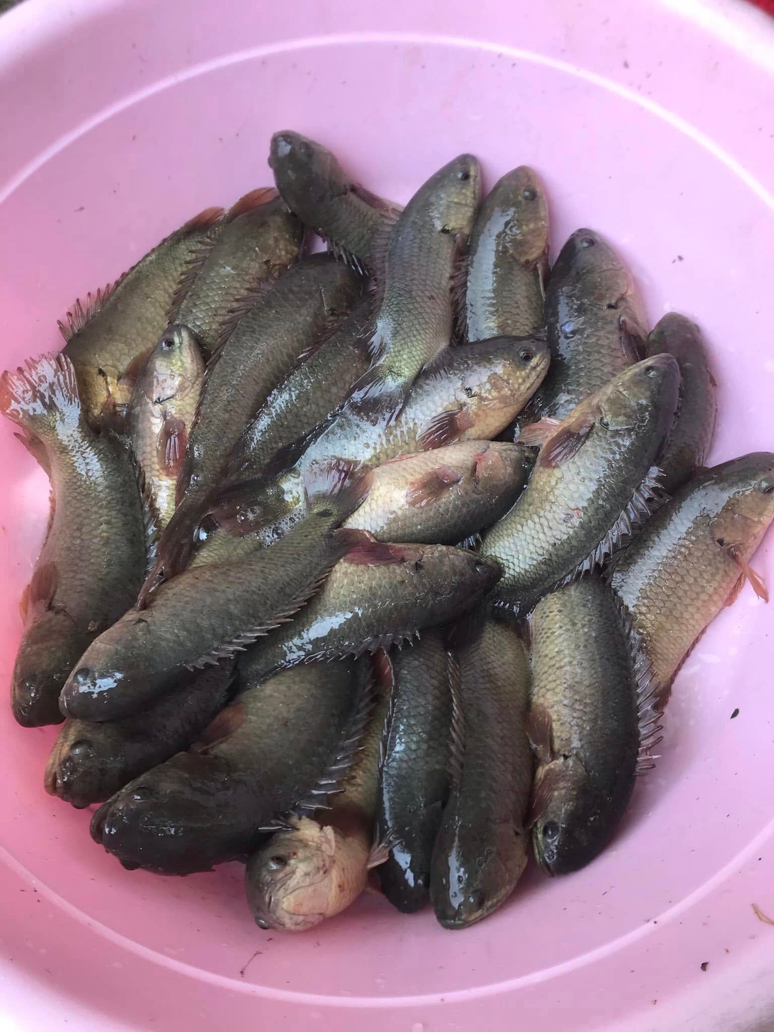 Kỹ thuật nuôi cá rô đầu nhím trong ao với môi trường nước phù hợp