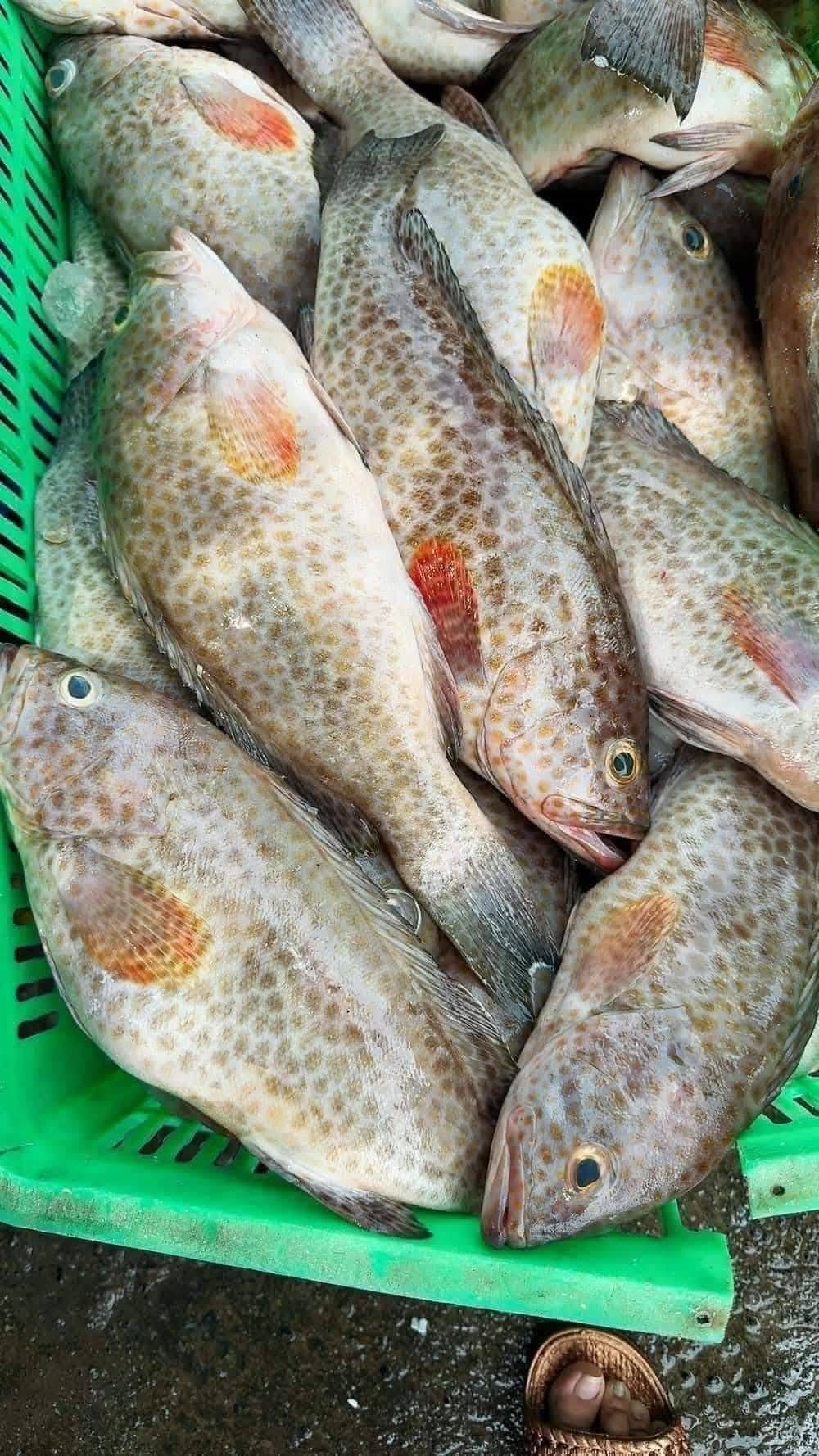 Cá bống mú nước ngọt đặc điểm và môi trường sống chính Cá bống mú nước ngọt kích thước và đặc điểm nổi bật