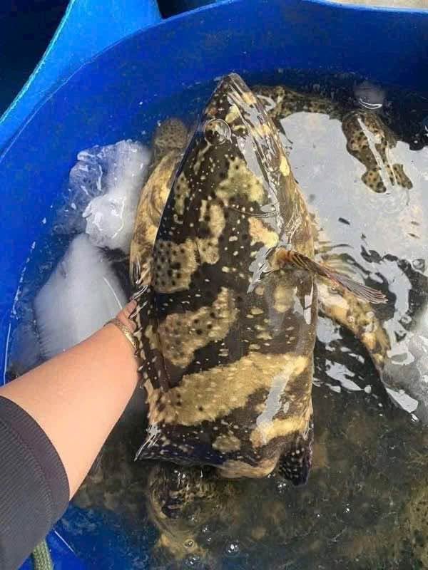 Cá bống mú nước ngọt đặc điểm và môi trường sống chính Cá bống mú nước ngọt giá trị và tập tính sinh trưởng