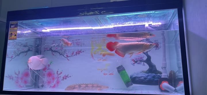Thanh lý hồ cá Nha Trang và cách lựa chọn hồ chất lượng