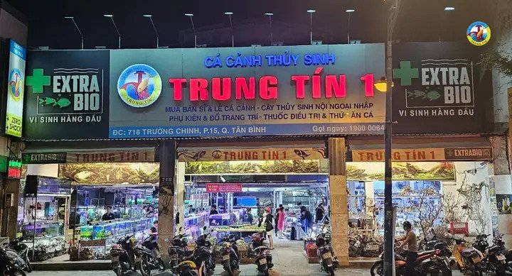 Tiệm bán cá cảnh với nhiều giống cá đẹp đa dạng