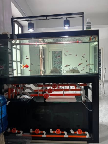 Giá bể cá cảnh nước mặn hiện đại cho không gian sống sang trọng