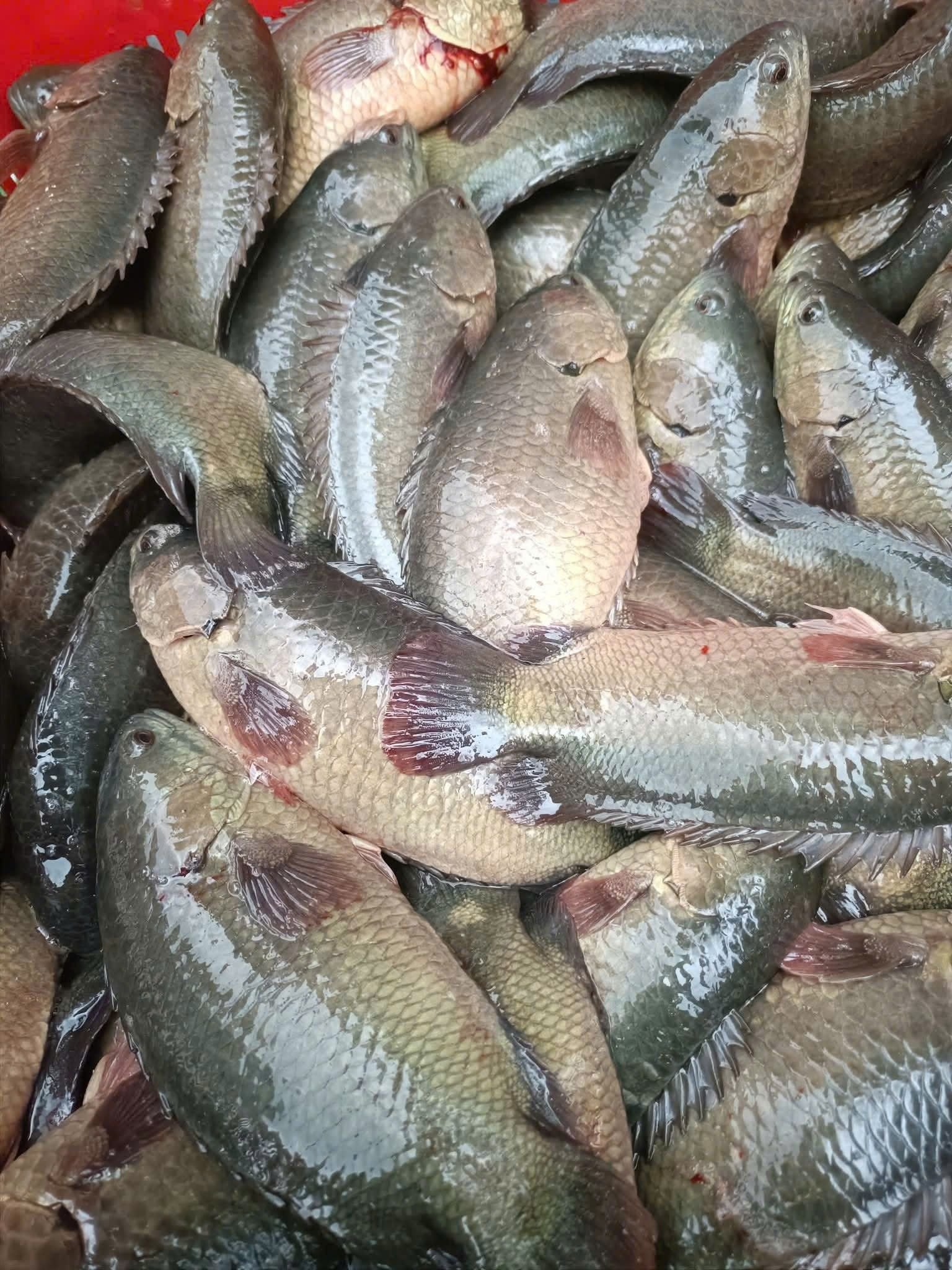 Hình ảnh cá rô đầu nhím trong quá trình nuôi và chăm sóc