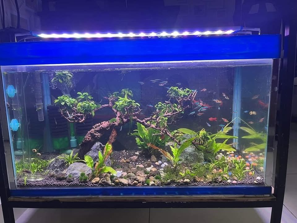 Thanh lý hồ cá Nha Trang giúp tiết kiệm chi phí đầu tư