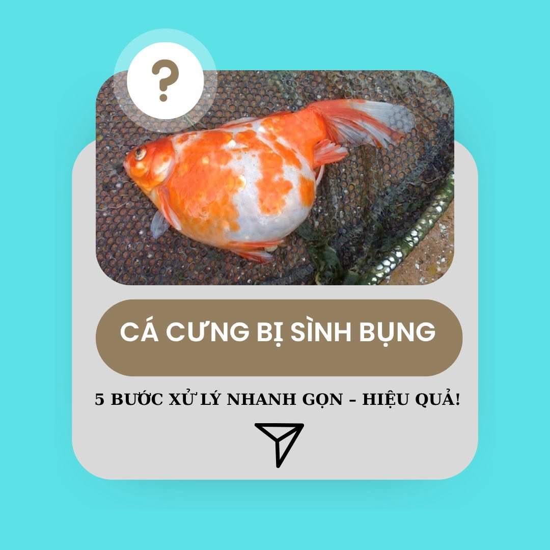 Cá bị sình bụng trong bể cá cảnh và hướng xử lý an toàn