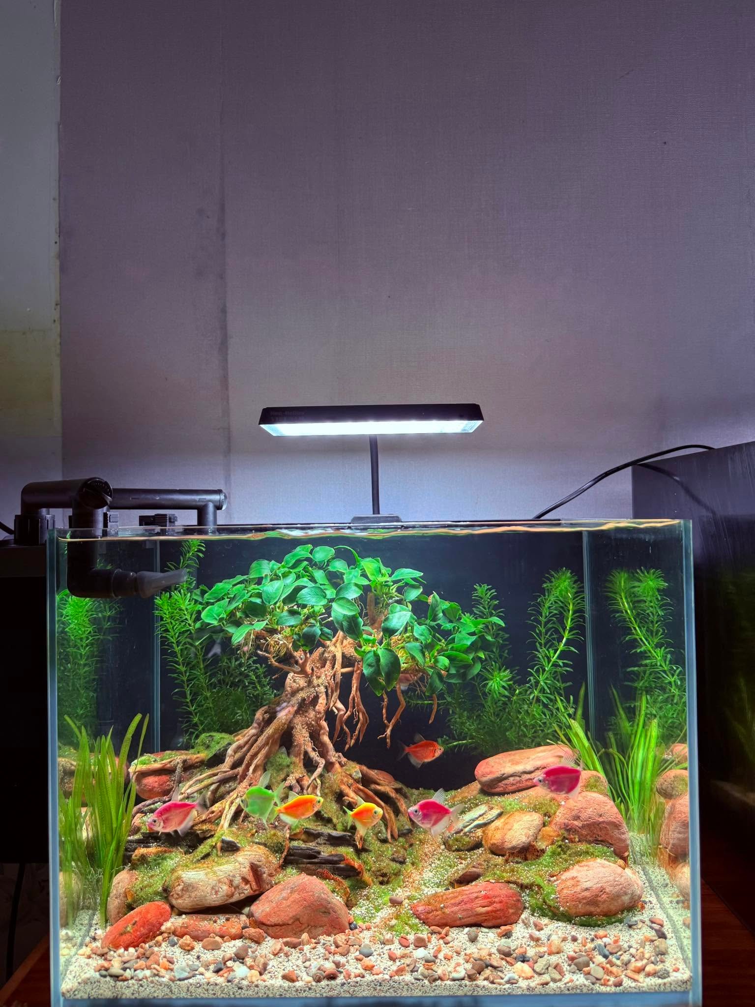 Thanh lý hồ cá Nha Trang dành cho người mới chơi cá cảnh