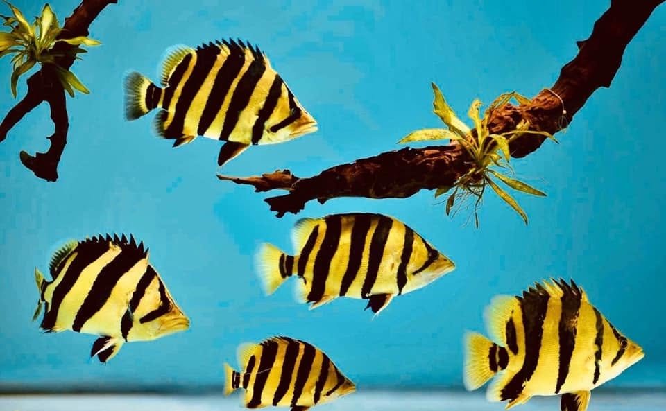 Cách chữa cá hổ bị đục mắt đơn giản tại nhà nhanh khỏi