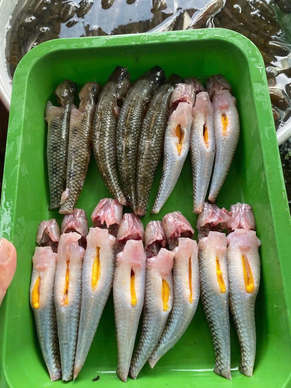 Nuôi cá bống trứng và những điều cần biết khi bắt đầu