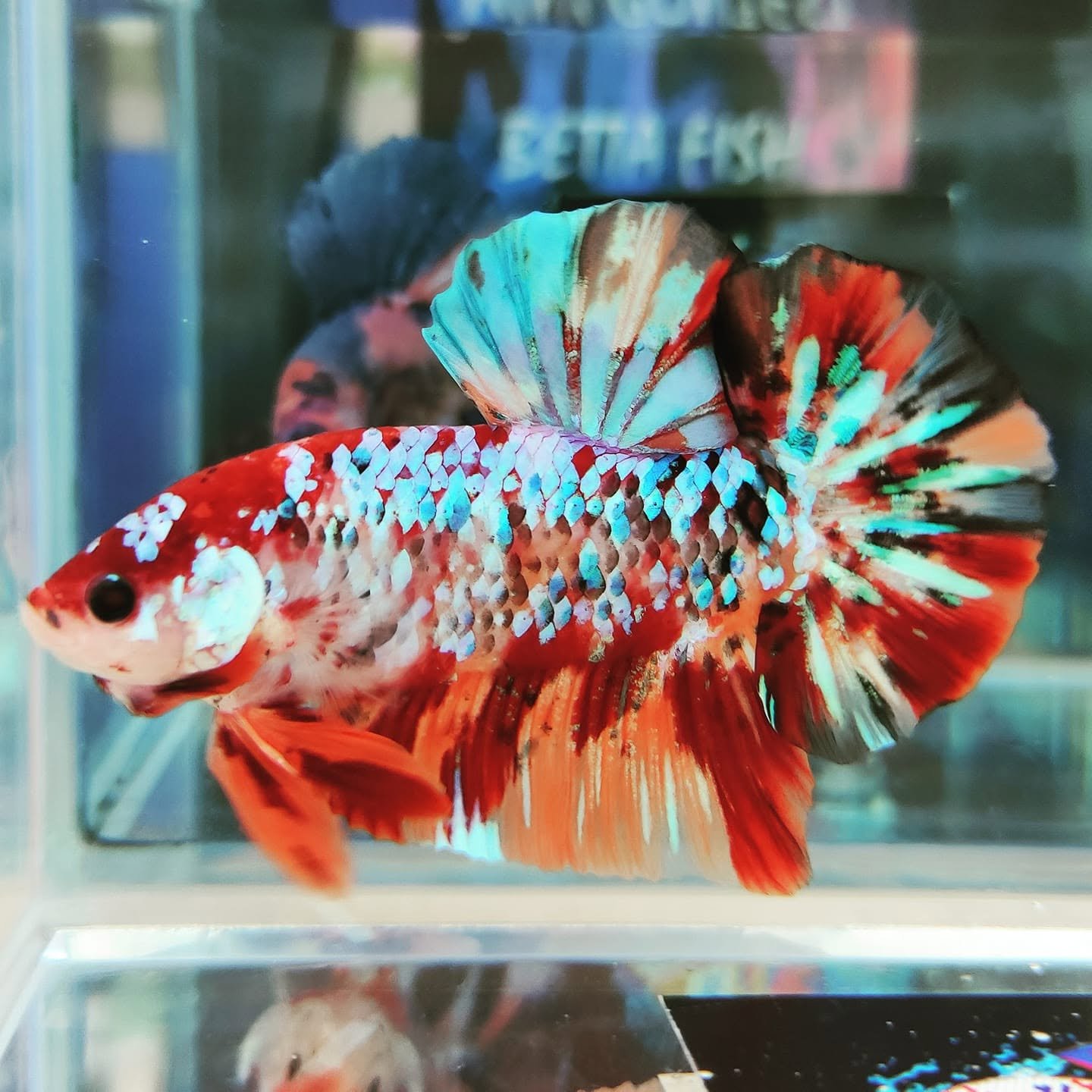 Bán cá Betta Giant giá tốt và cách chọn cá đẹp chuẩn