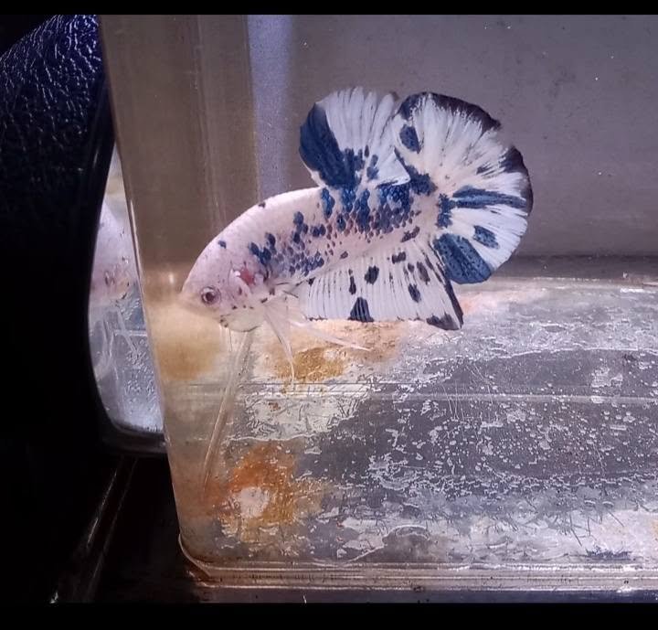 Bán cá Betta Giant với nhiều màu sắc nổi bật hiện nay