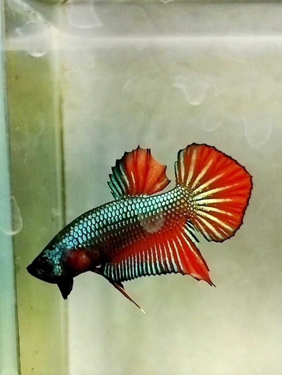 Bán cá Betta Giant khỏe mạnh phù hợp người mới chơi
