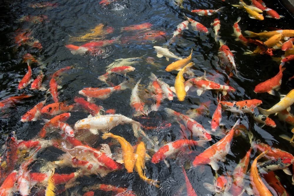 Giá cá koi Nam Định và kinh nghiệm chọn mua phù hợp