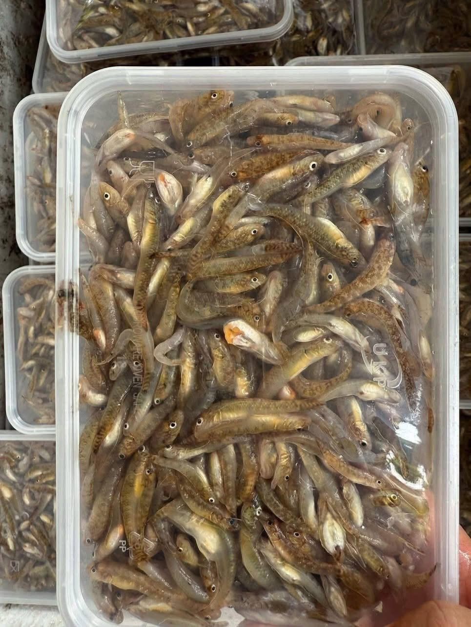 Nuôi cá bống trứng và cách lựa chọn thức ăn phù hợp
