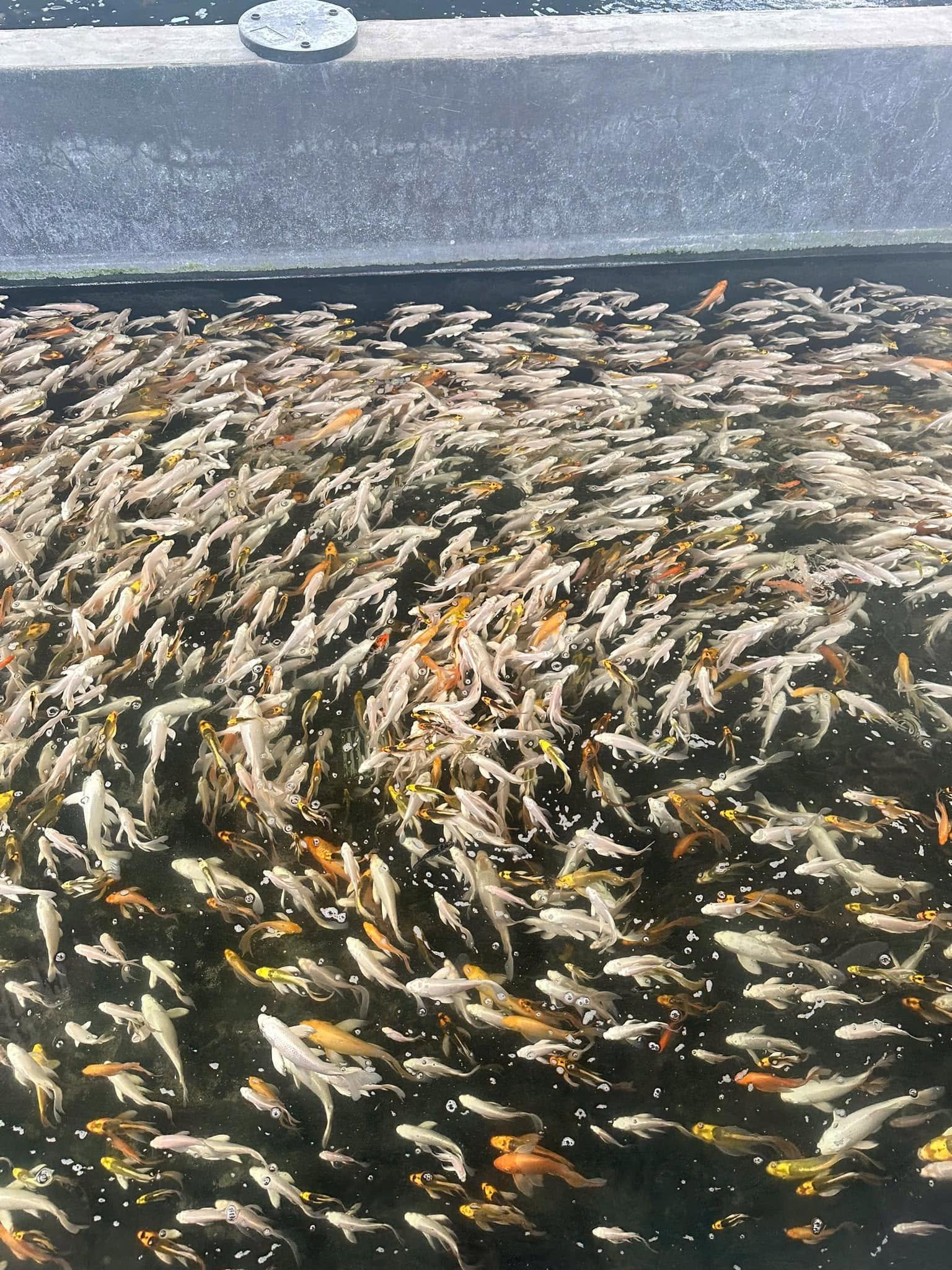 Giá cá koi Nam Định thị trường mua bán hiện nay ra sao