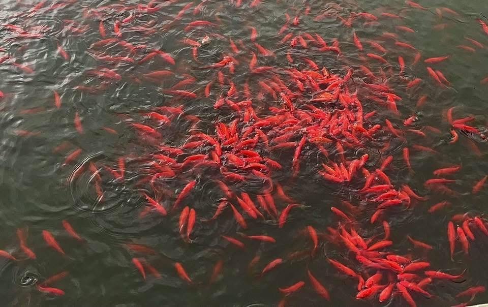 Cá chép tam dương và giá trị trong hồ cá cảnh hiện nay